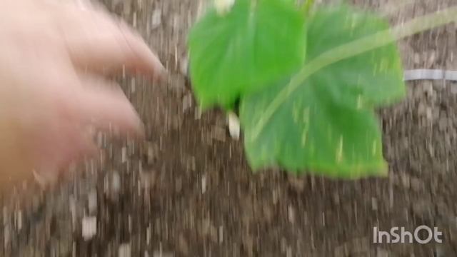 Мой сад-огород на 19.06.23, летние заморозки на Северном Урале. смотреть онлайн