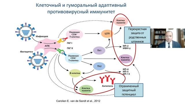 Все об интерферонах: факты и доказательства