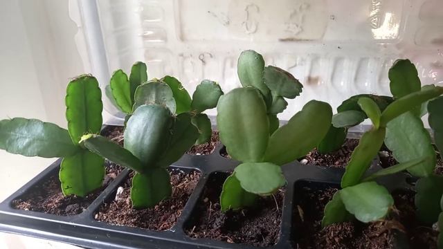 Рипсалидопсис,декабрист,хатиора.Обзор укорененных черенков. смотреть онлайн