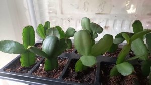 Рипсалидопсис,декабрист,хатиора.Обзор укорененных черенков.