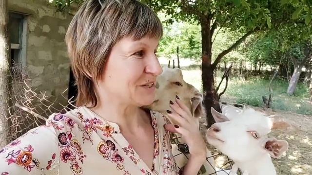 Продаю козу. И не одну) Сколько молока у коз. 30 июня 2020 г. смотреть онлайн