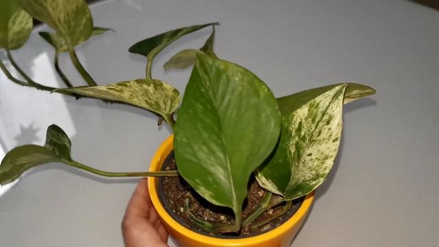 Эпипремнум пиннатум 