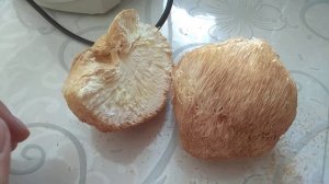 Купил ежовик гребенчатый 2023г.