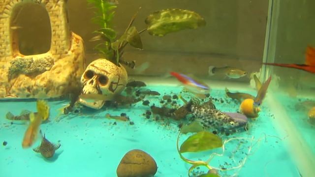 Наш аквариум, черная борода - лечение. смотреть онлайн