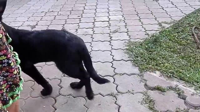 ГОВОРИТЕ - Я ВАС СЛУШАЮ! Щенок чёрной немецкой овчарки. Odessa. смотреть онлайн