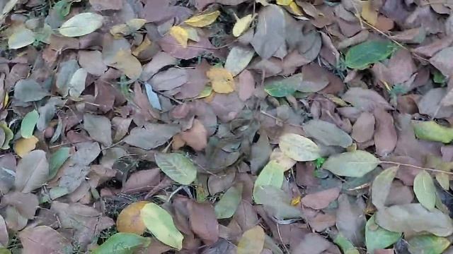 2 ноября. Народные приметы и традиции. Праздник Артемьев день. смотреть онлайн
