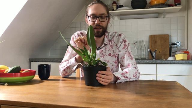 #CareCollab UPDATE | Cattleya Rex | 💐🫀🌱