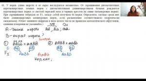 Разбор задачи по генетике на дигибридное скрещивание. Задача с норками.