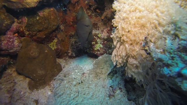 Réserve "Raz Mohamed" Anemone Shark Yolanda смотреть онлайн