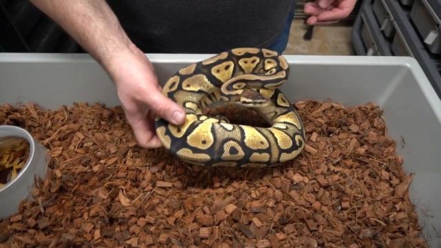 Snake Giveaway and Getting Bit By A Python! смотреть онлайн