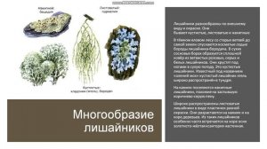 6 класс. Лишайники