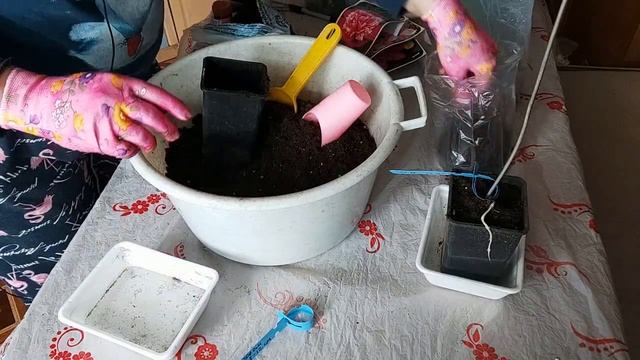 Покупка цветов в Световоре. Хранить или высаживать? смотреть онлайн