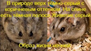 Хомяки.  Виды хомяков в дикой природе.  Часть 2