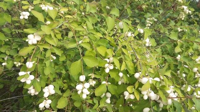 Снежноягодник в августе смотреть онлайн