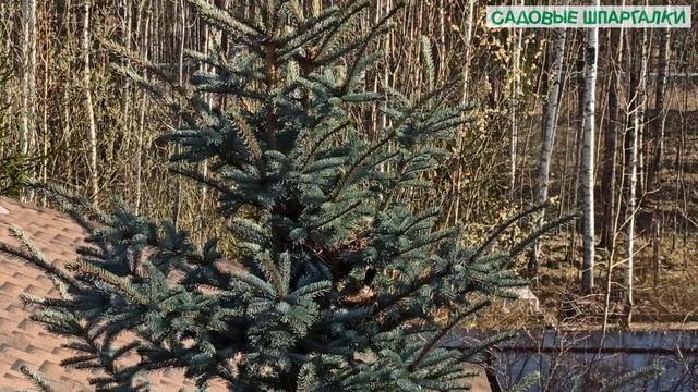 Дрозд обыкновенный (певчий): от строительства гнезда до... Дневник. Дни 7-14 смотреть онлайн