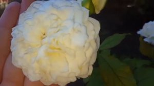 Роза Пейшенс