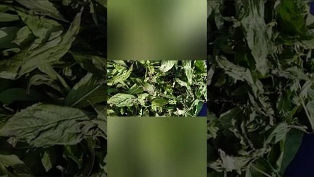 Руководство по Таланту