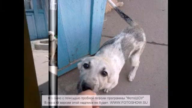 Алабай(под музыкой Максти-Стафф),,, смотреть онлайн