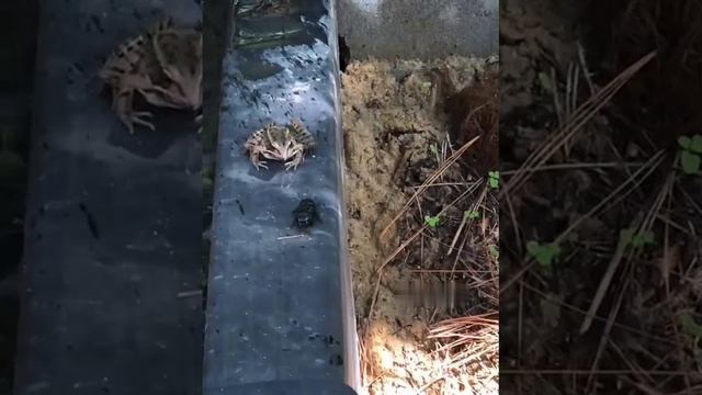 Не понравилось смотреть онлайн