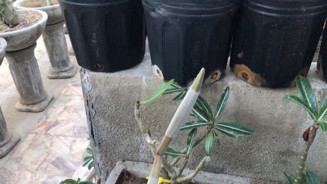 Vídeo mais completo sobre a Rosa do Deserto Crispum(Adenium Crispum) já feito. смотреть онлайн