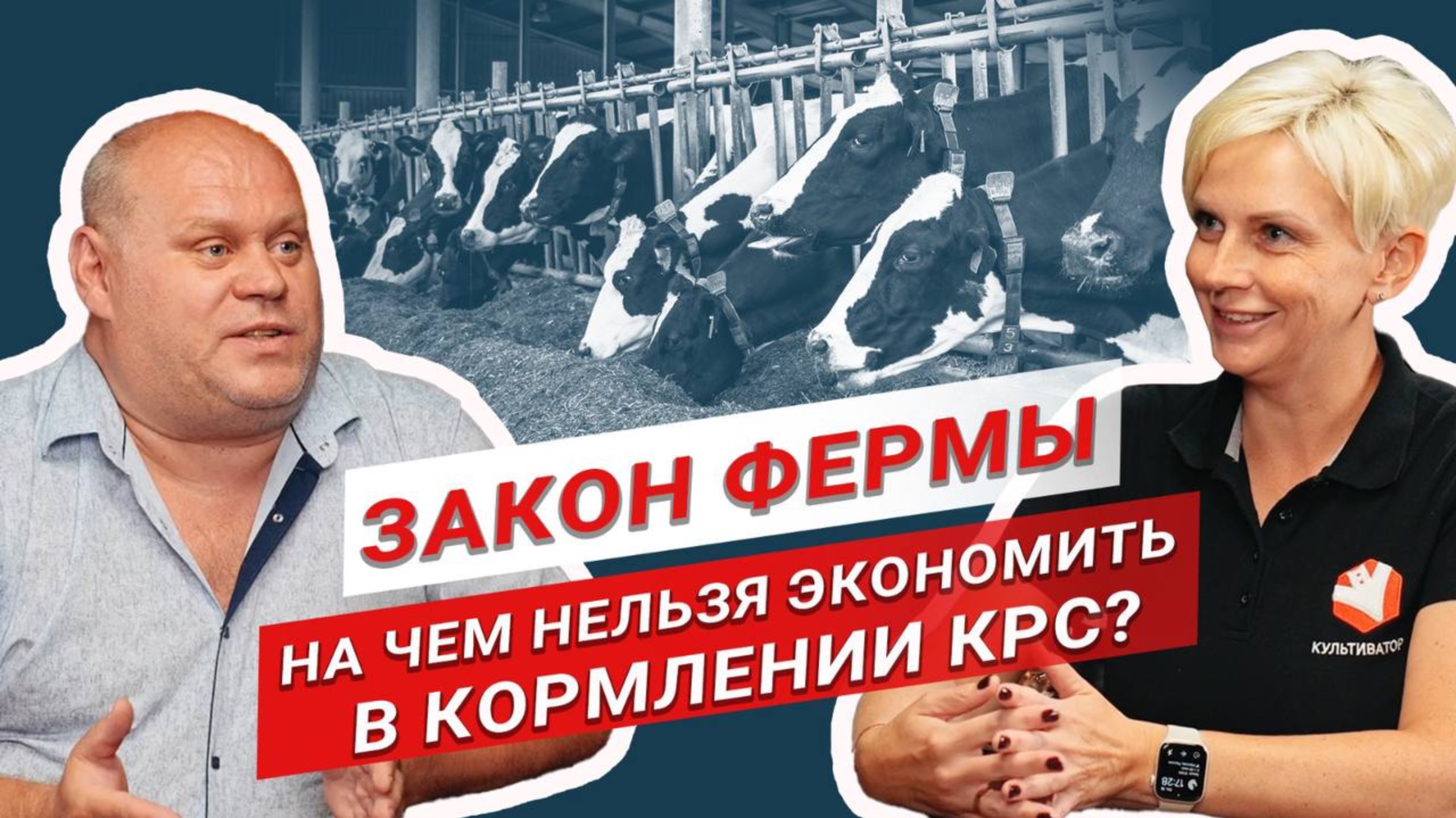 Сколько зарабатывает корова? | Бизнес на молоке | Кормление КРС | Животноводство смотреть онлайн