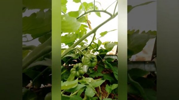 Томат Минусинское манго