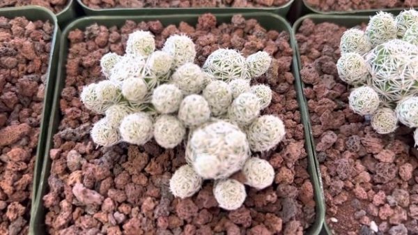 Fun and easy to grow cactus:  Mammillaria gracilis fragilis "Thimble Cactus" ??❤️