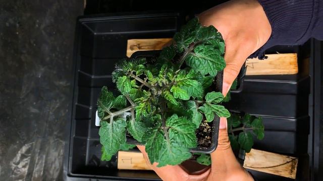 EP6: I found the best natural soil mix to grow healthy seedlings смотреть онлайн