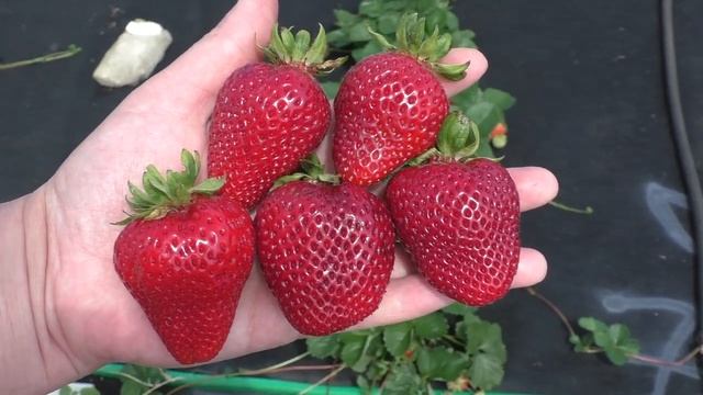 МОНТЕРЕЙ ремонтантный сорт клубники смотреть онлайн