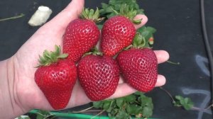 МОНТЕРЕЙ  ремонтантный сорт клубники