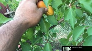 Абрикос "Сын Краснощёкого"