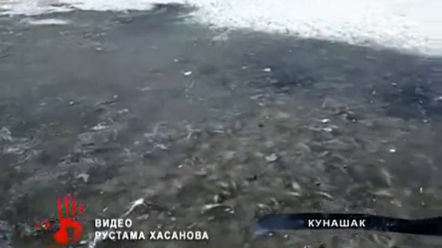 Гниющая рыба всплыла на озере Шугуняк в Челябинской области смотреть онлайн