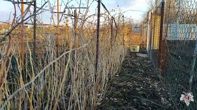 Необычная ОБРЕЗКА и ОБРАБОТКА ремонтантной МАЛИНЫ смотреть онлайн