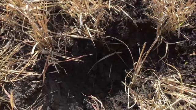 #КОП МОНЕТ #ПЕРВЫЙ ОСЕННИЙ ВЫХОД #XP #ORX смотреть онлайн