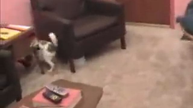 Obsessions of a Papillon Dog смотреть онлайн