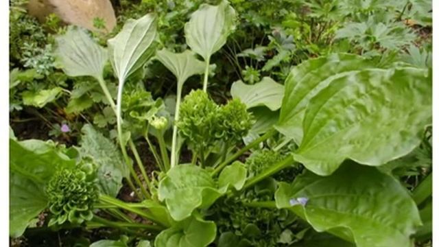 5 фактов о подорожнике, о которых ты наверняка не слышал!