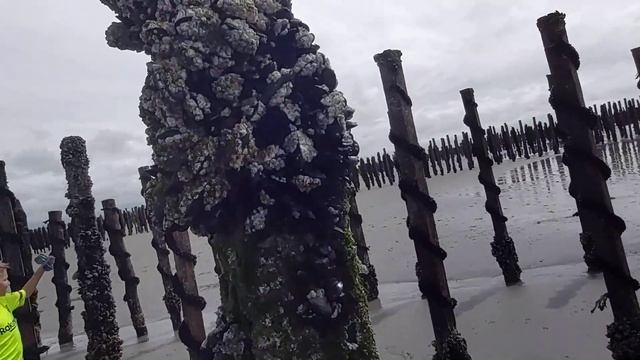 Как выращивают мидии во Франции смотреть онлайн