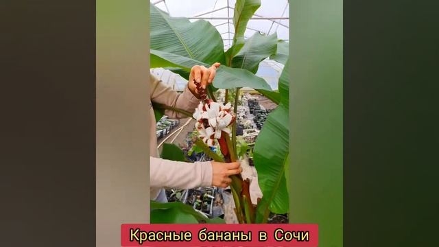 Наконец-то поспел красный банан! Пробуем сорт Кавендиш в Сочи! смотреть онлайн