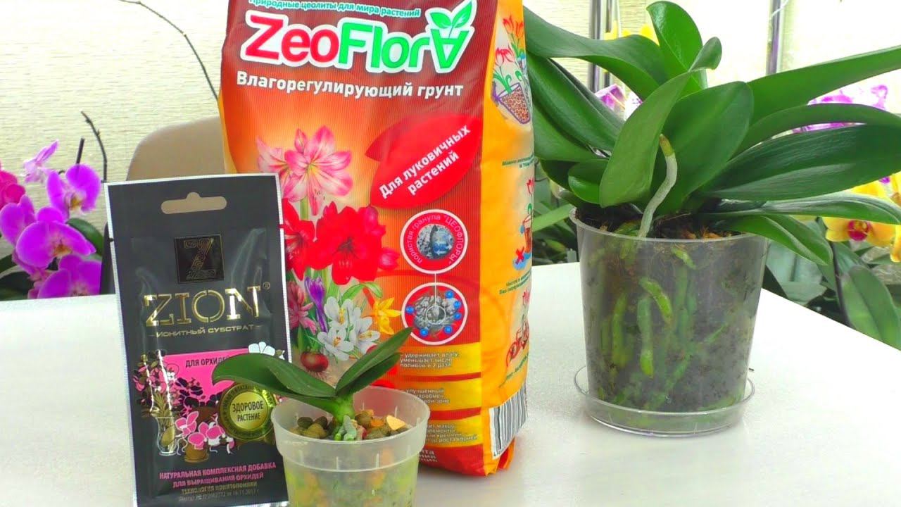 Спасаю маленькую орхидею, которая хотела умереть... Живой мох, Цион, ЦеоФлора...