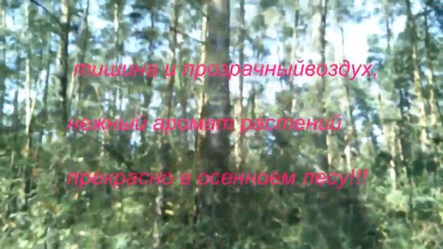 Осень в Лесу - и Музыка для Вас!!! смотреть онлайн