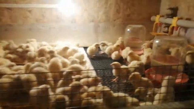 Инкубация перепела, подведение итогов смотреть онлайн