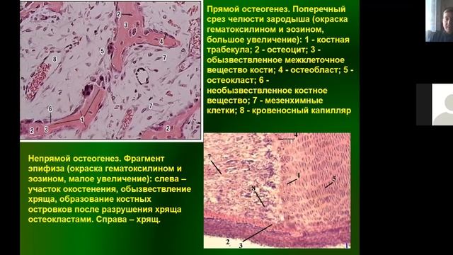 7 класс Ткани животных 2 часть смотреть онлайн