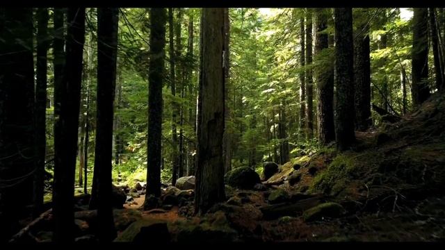 Звуки леса. Пение птиц. Звуки природы. Медитация. Forest sounds. Birds songs. Nature sounds. Relax. смотреть онлайн