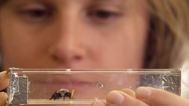 Investigating animal behavior - Dr. Felicity Muth смотреть онлайн