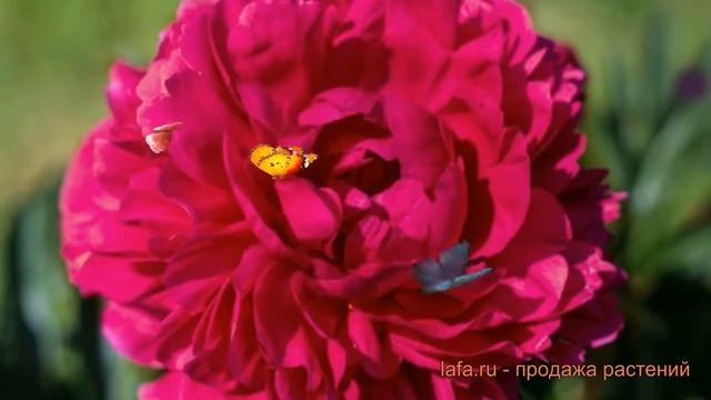 Пион травянистый Канзас (paeonia kanzas) ? пион Канзас обзор: как сажать луковицы пиона Канзас смотреть онлайн
