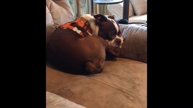 Through The Silence A Deaf Boston Terrier Searches For His Forever Home