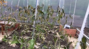 Что делать если подмерзли помидоры