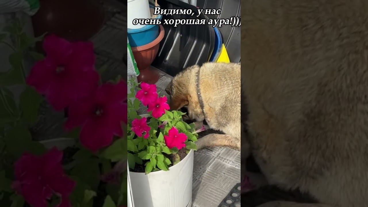 Понадобилась помощь с недвижимостью и это решили.) #недвижимость #дом #юмор #ипотека #квартира #топ смотреть онлайн