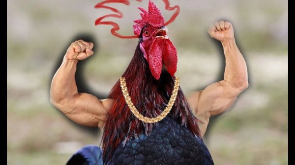 Заснял в сарае в деревне на экш-камеру трапезу кур. На 2:56 секунде фаталити