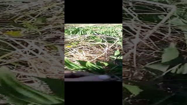 сходил за черемшой